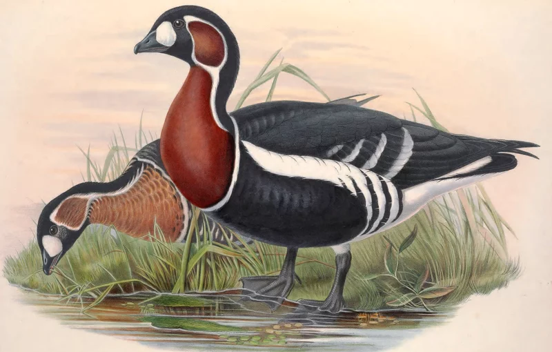 ربما عاشت طيور برانتا روفيكوليس في مصر في زمن بعيد.. تخبرنا بذلك لوحة مصرية قديمة